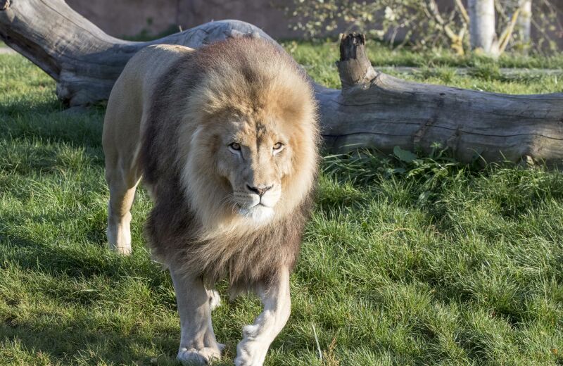 Parrainer lion Krüger