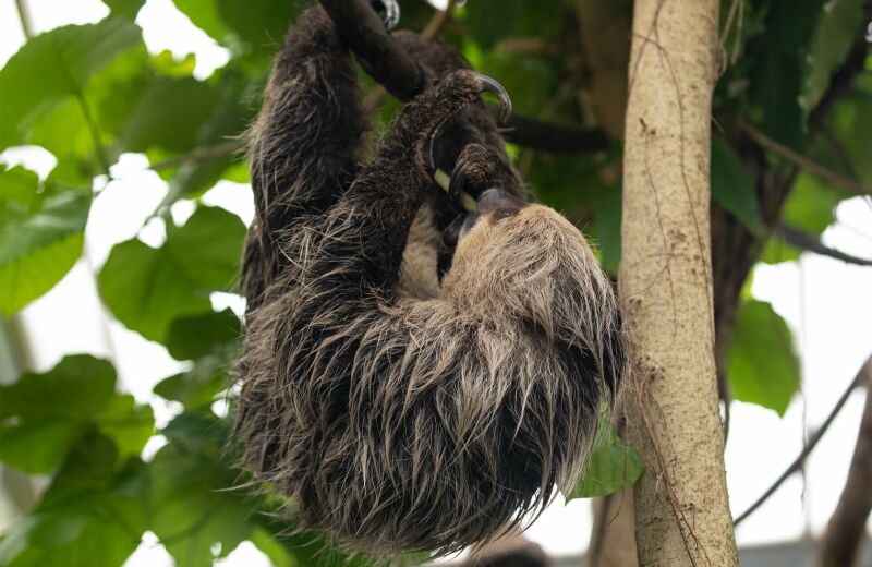 Parrainez les paresseux - Parrainages - Association Beauval Nature