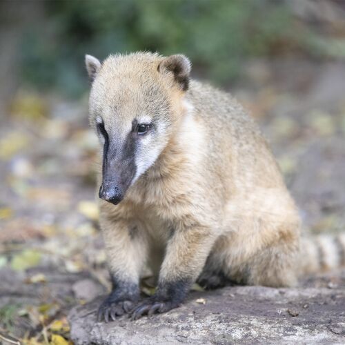 Parrainez Baya, femelle coati roux