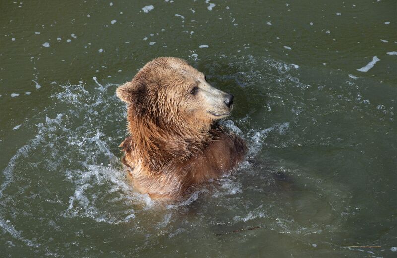 Parrainez les ours bruns - Parrainages - ZooParc de Beauval