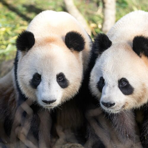 Parrainez les jumelles pandas