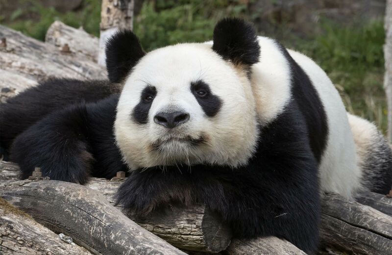 Parrainer panda Yuan Zi