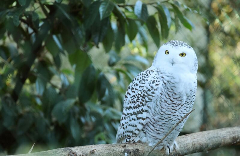 Parrainez les harfangs des neiges - Association Beauval Nature