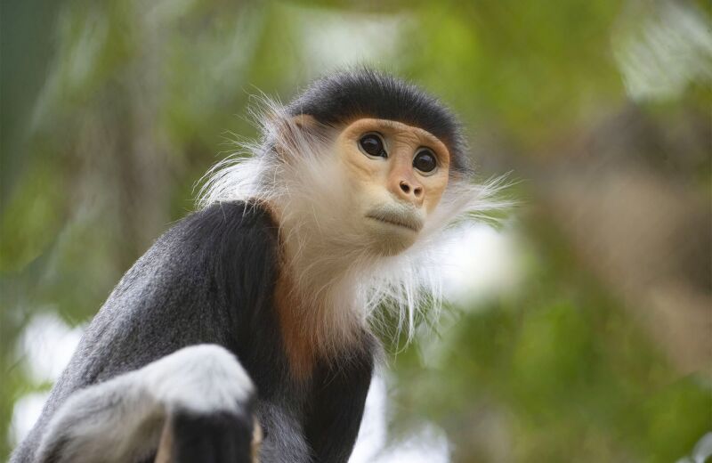 Parrainer les langurs de Douc