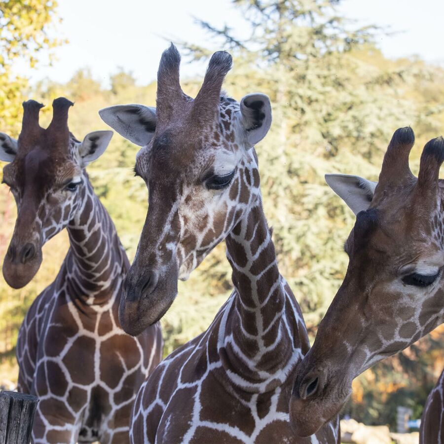 Parrainer les girafes