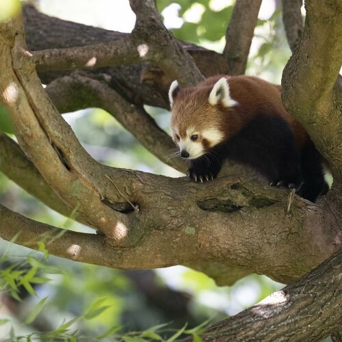 Parrainez Inès, femelle panda roux