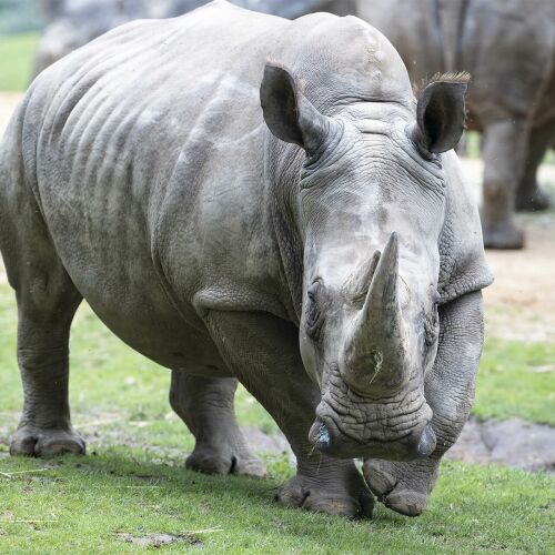 Parrainez Satara, femelle rhinocéros blanc
