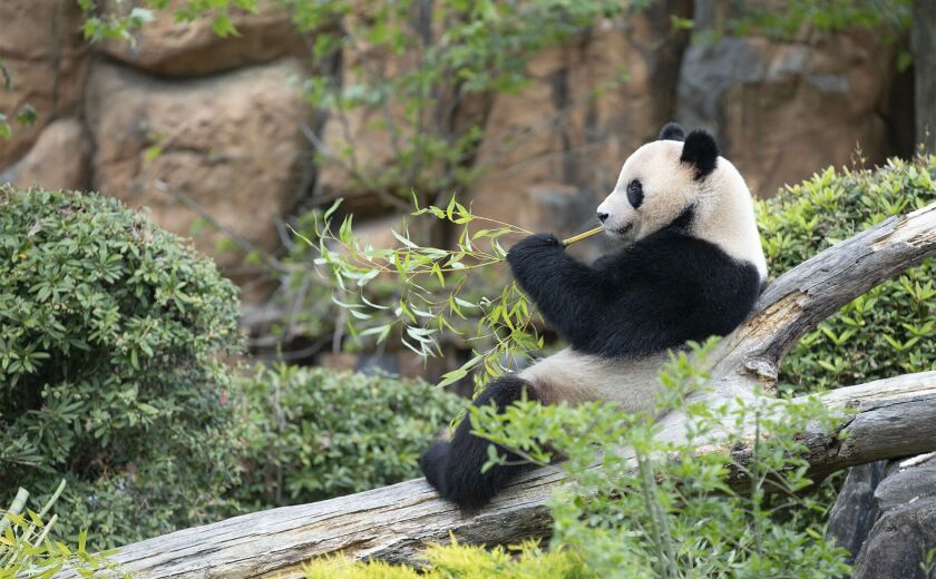 Parrainer panda Yuan Meng