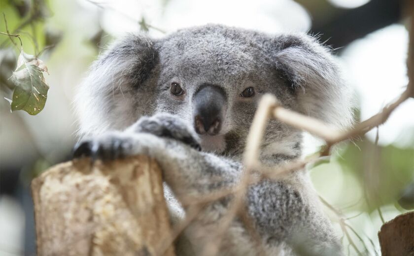 Parrainer koala Genoa