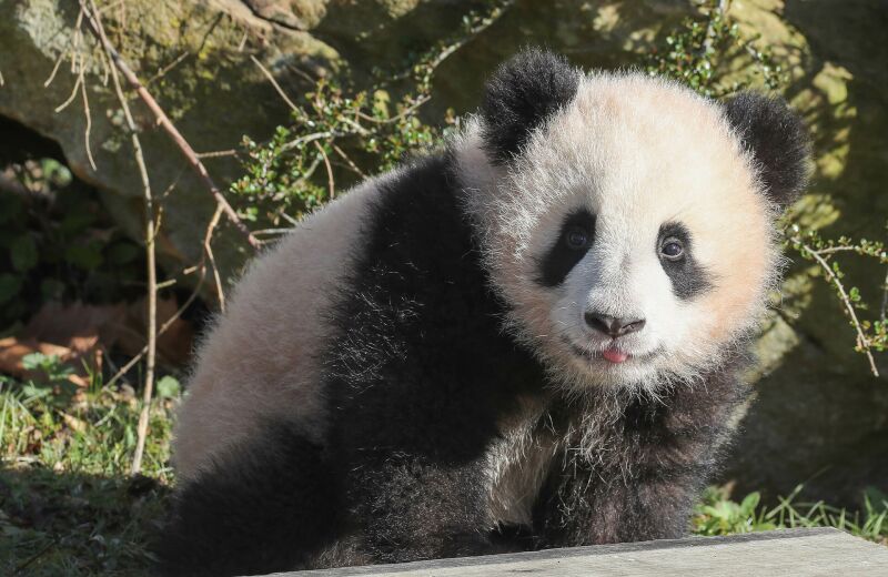 Parrainer panda Yuandudu