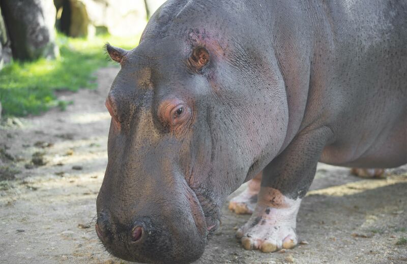 Parrainer hippopotame Kiwi