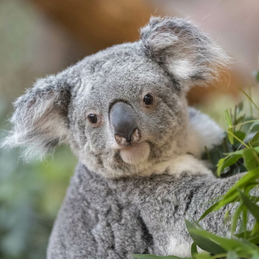 Parrainer koala Hanya