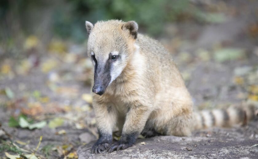 Parrainer coati Baya