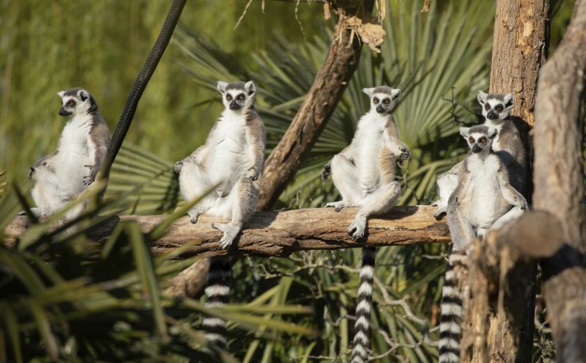 Parrainez les makis cattas - Association Beauval Nature - ZooParc de Beauval