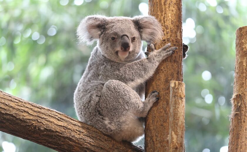 Parrainer koala Hanya