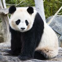 Parrainer panda Huan Huan