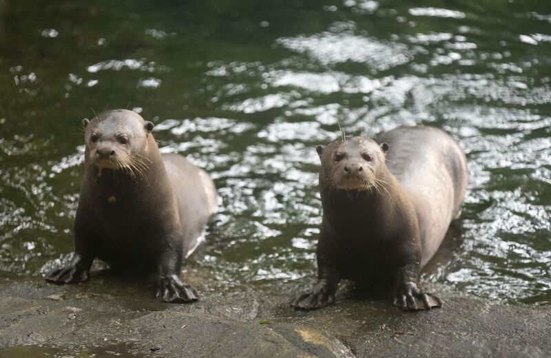 Parrainer loutre géante Isolda