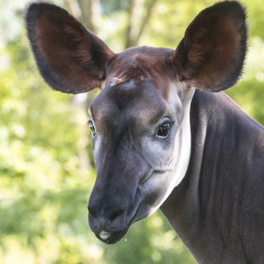 Parrainer okapi Quinta