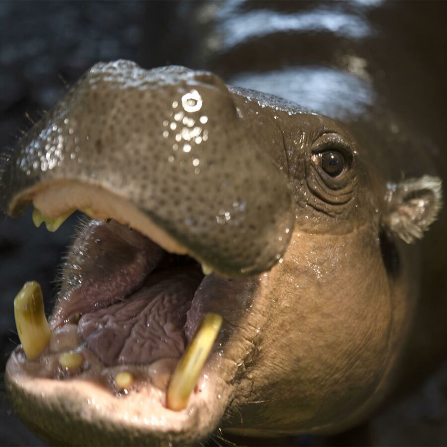Parrainer hippopotame pygmée Robert