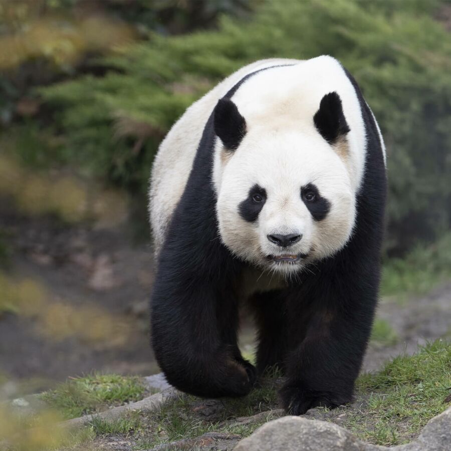 Parrainer panda Yuan Zi