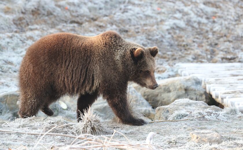 Parrainez les ours bruns - Association Beauval Nature - ZooParc de Beauval