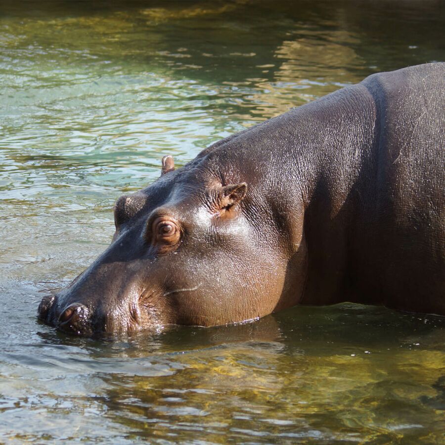 Parrainer hippopotame Kiwi