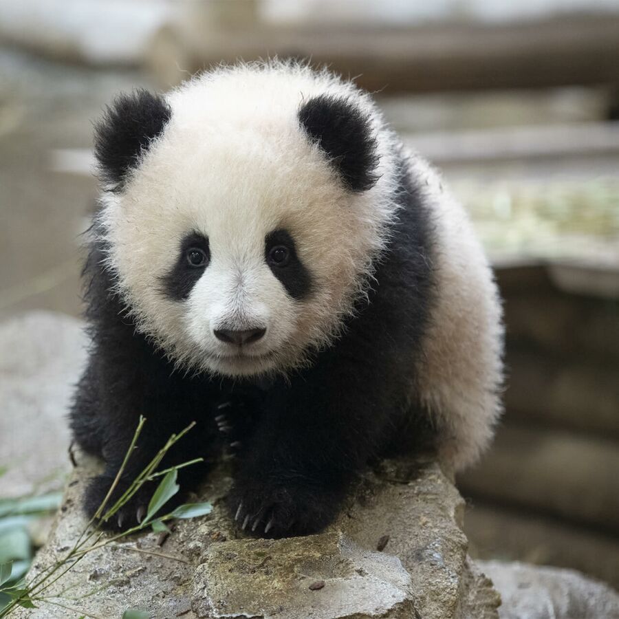 Parrainer panda Huanlili