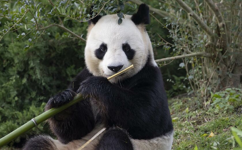 Manger bambou panda géant Huan Huan