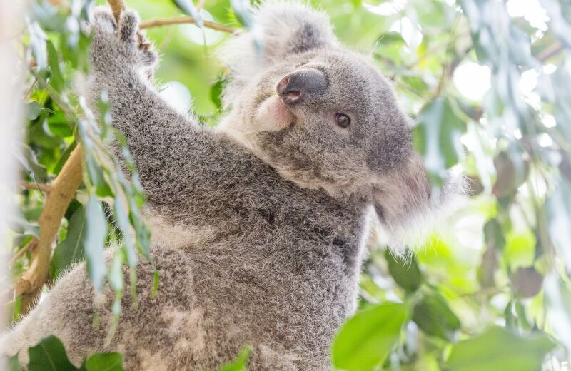 Parrainer koala Genoa