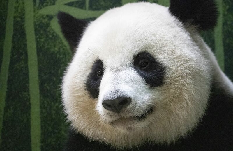 Parrainer panda Huan Huan