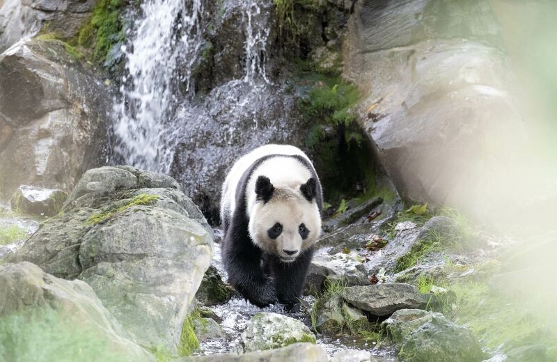 Parrainer panda Yuan Meng