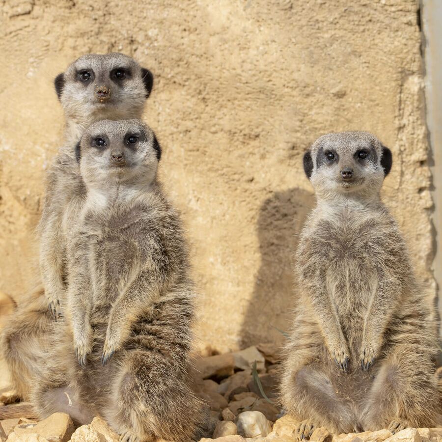 Parrainer les suricates