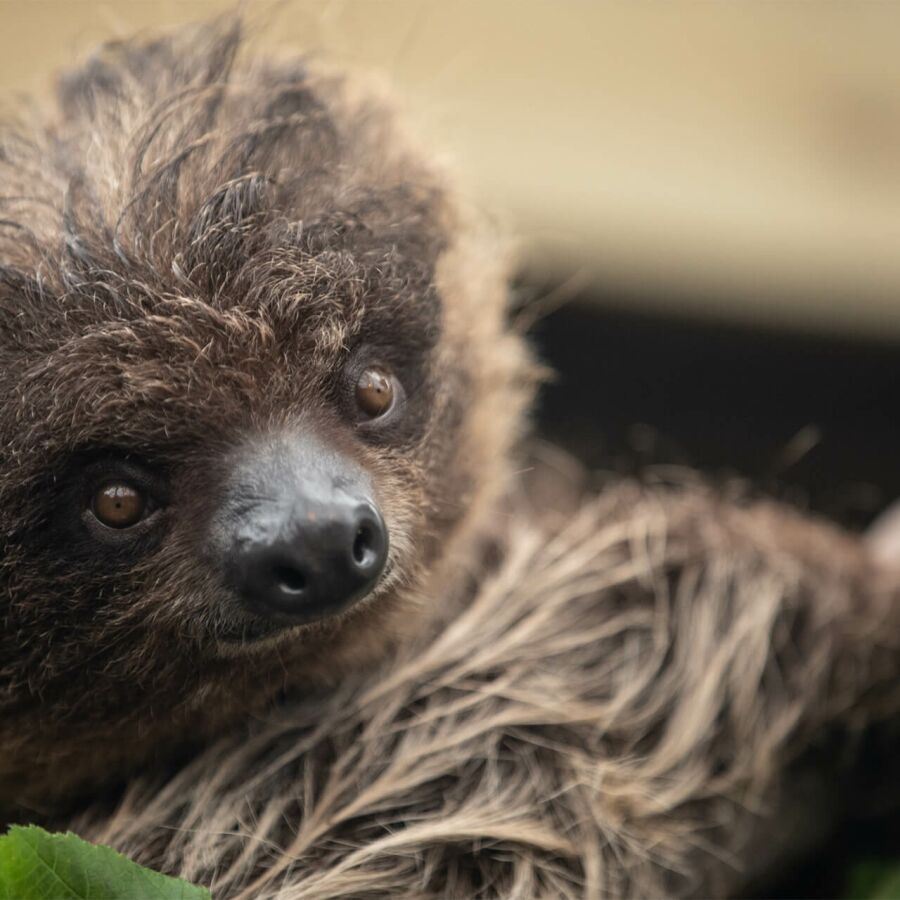 Parrainez les paresseux - Association Beauval Nature