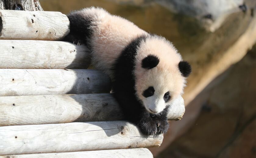 Parrainer panda Huanlili