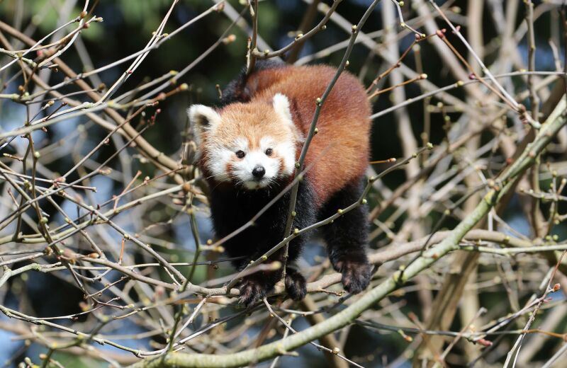 Parrainer panda roux Inès