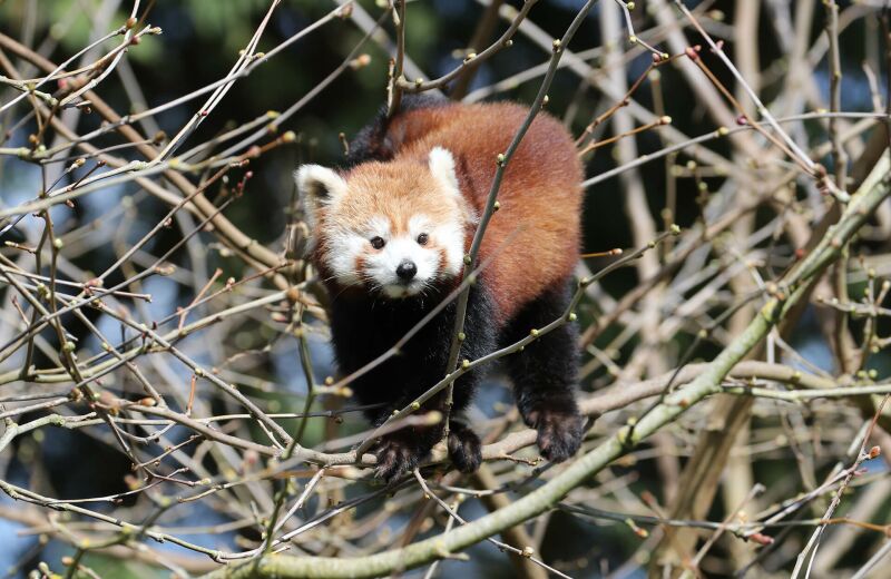 Parrainer panda roux Inès