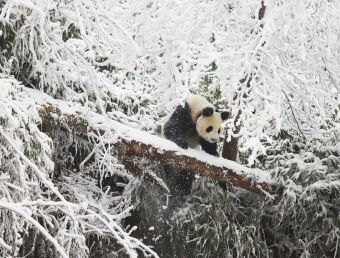 Collier GPS panda - Association Beauval Nature - ZooParc de Beauval