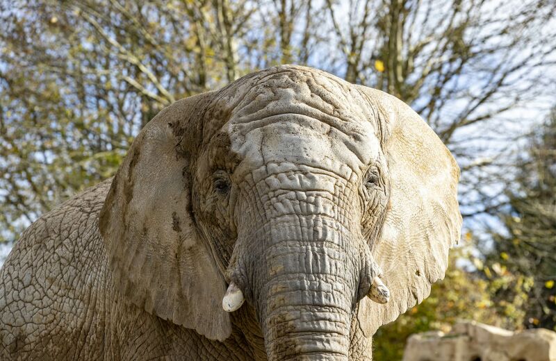 Parrainer les éléphants