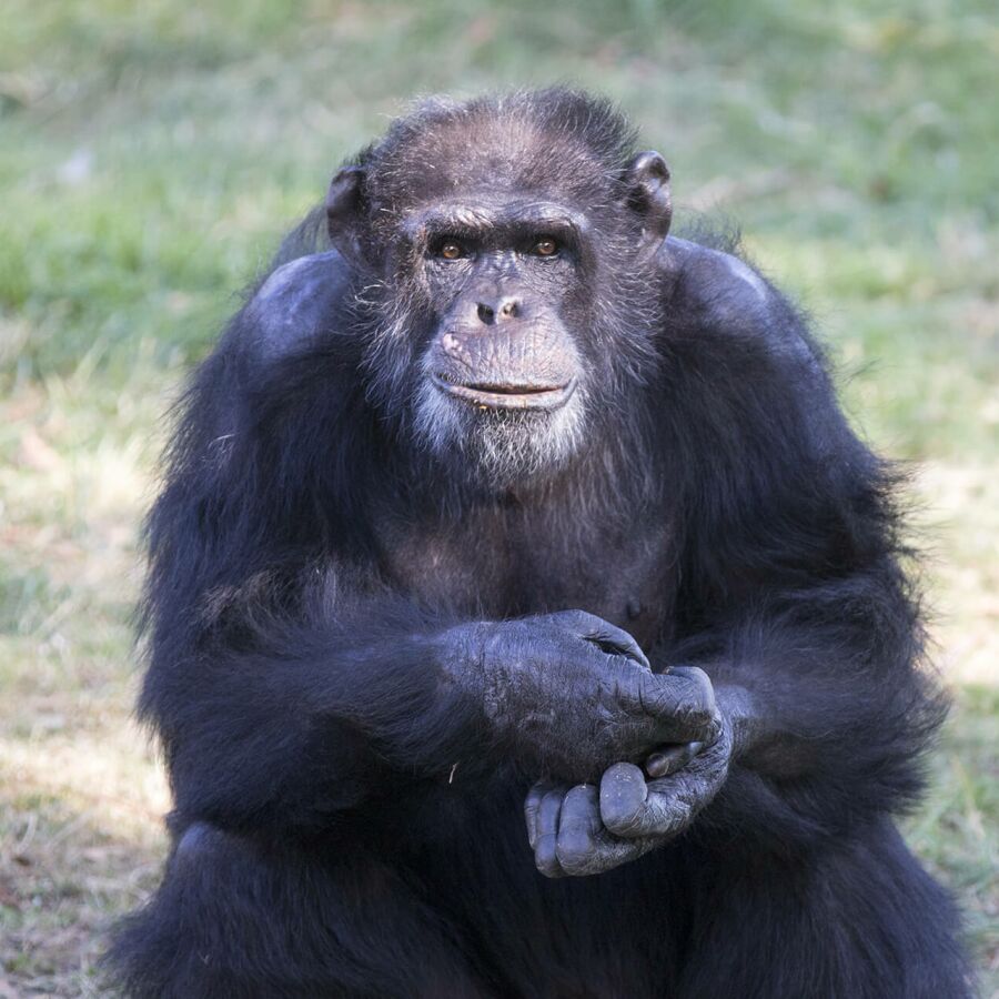 Parrainer chimpanzé Joseph