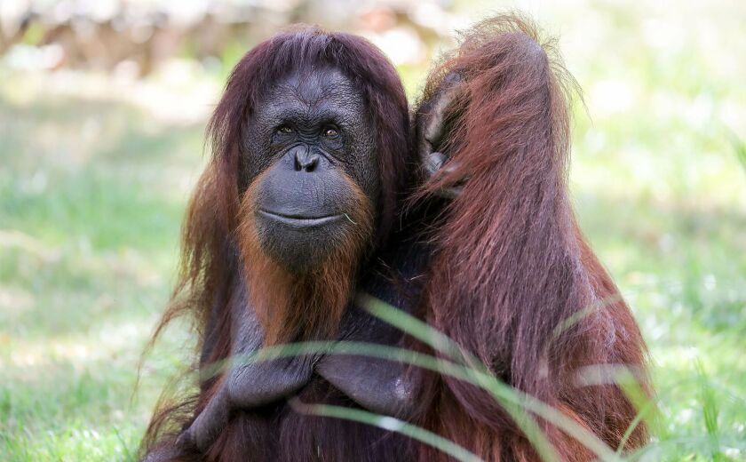 Parrainez les orangs-outans - Association Beauval Nature - ZooParc de Beauval