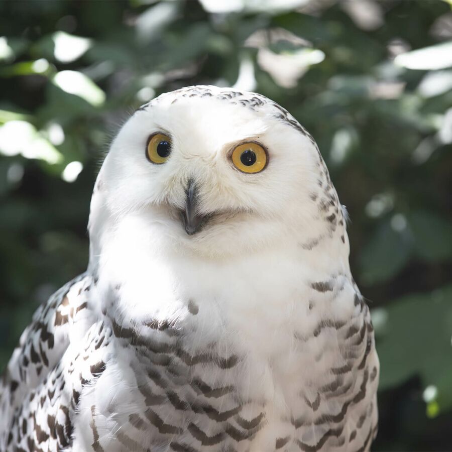 Parrainez les harfangs des neiges - Association Beauval Nature