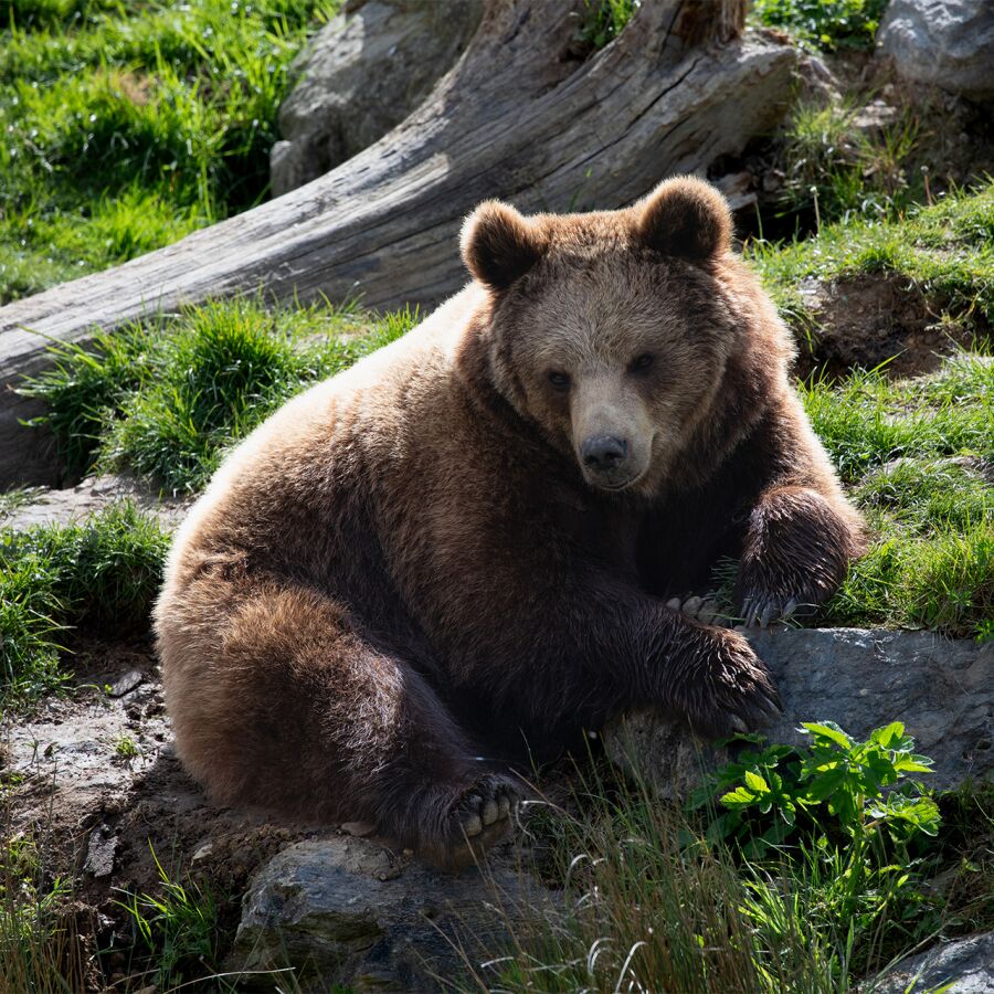 Parrainez les ours bruns - Association Beauval Nature