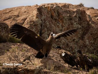 Réintroduction condor des Andes - Association Beauval Nature