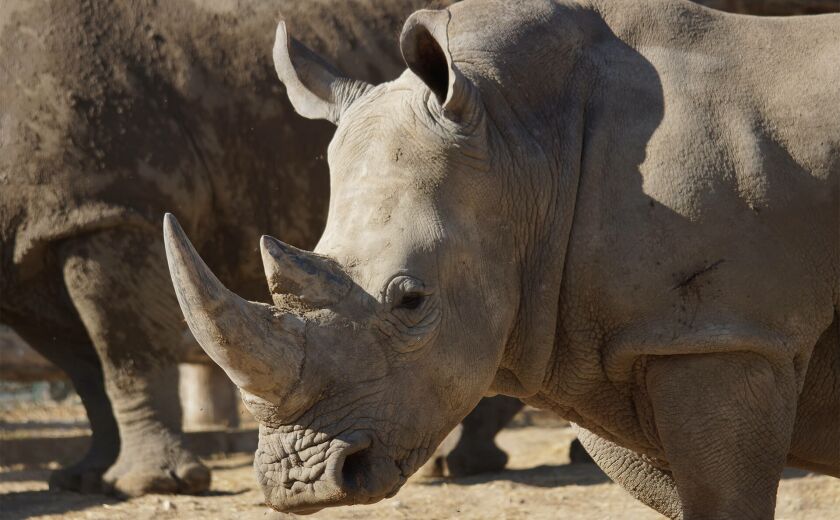 Parrainer rhinocéros blanc Satara