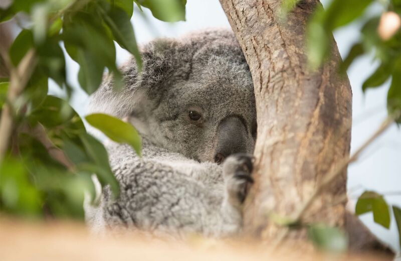 Parrainer koala Hanya