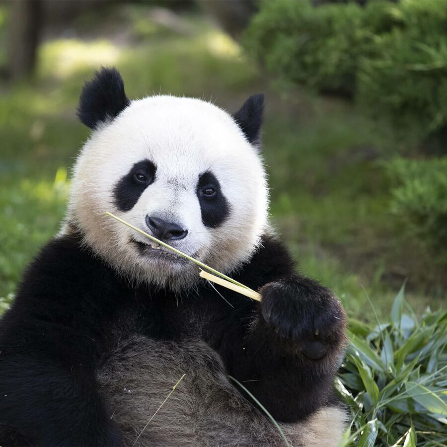 Parrainer panda Huanlili