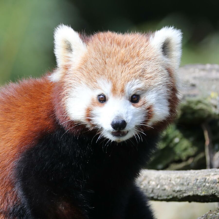 Parrainer panda roux Inès