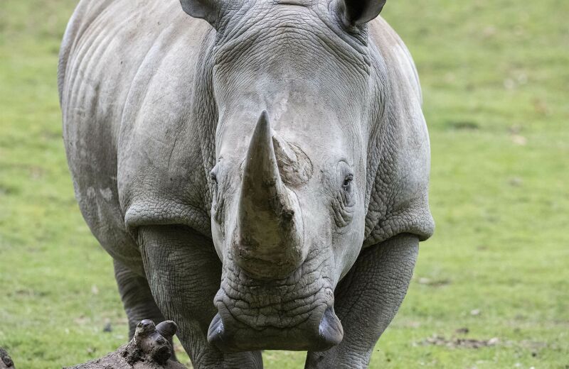 Parrainer rhinocéros blanc Satara