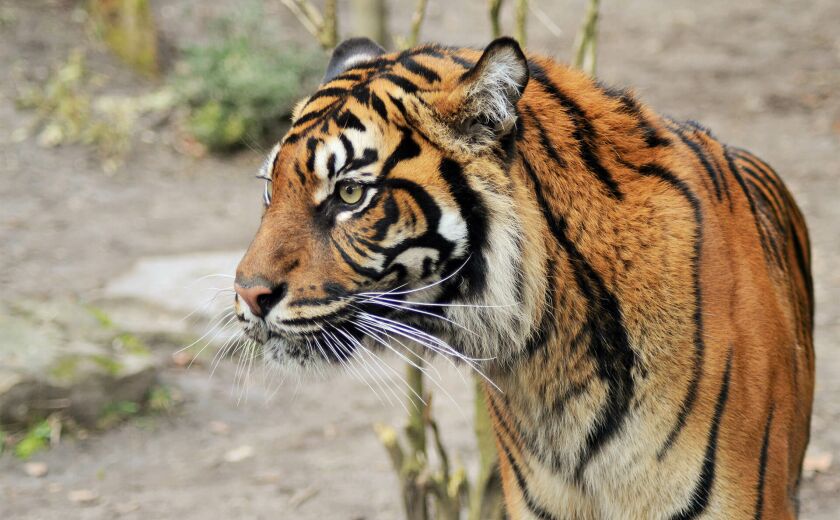Parrainer tigre de Sumatra Jambi