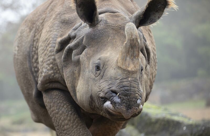 Parrainer rhinocéros indien Henna